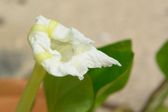 Ipomoea violacea
