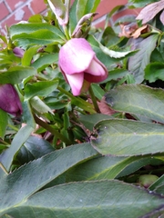 Helleborus orientalis