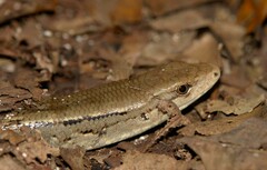 Phoboscincus garnieri