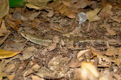 Phoboscincus garnieri