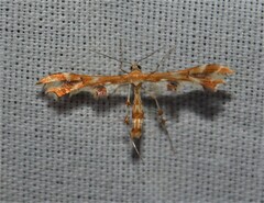 Geina periscelidactylus