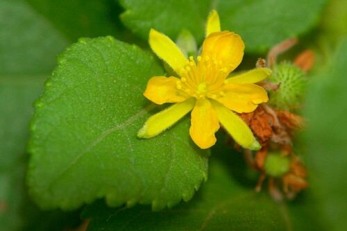 Triumfetta procumbens