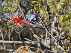 Psittacanthus sonorae