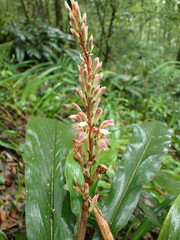 Alpinia japonica