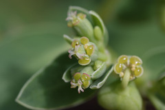 Euphorbia atoto