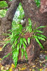 Microsorum punctatum