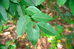 Celtis paniculata