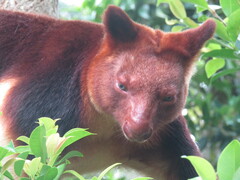 Dendrolagus goodfellowi