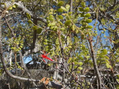 Psittacanthus sonorae