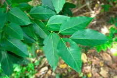 Celtis paniculata