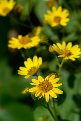 Wollastonia biflora