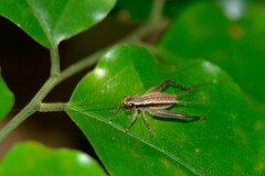 Cardiodactylus novaeguineae