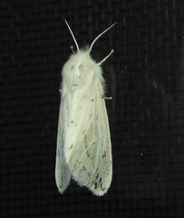 Spilosoma congrua