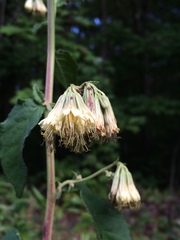 Nabalus serpentarius