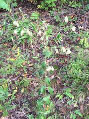 Nabalus serpentarius