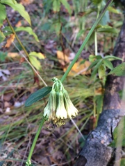 Nabalus serpentarius