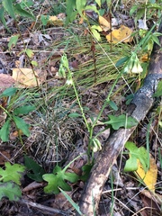 Nabalus serpentarius