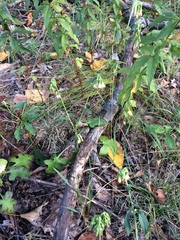 Nabalus serpentarius