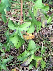 Nabalus serpentarius