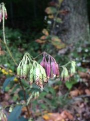 Nabalus serpentarius