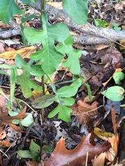 Nabalus serpentarius