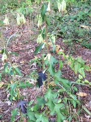 Nabalus serpentarius