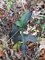 Nabalus serpentarius