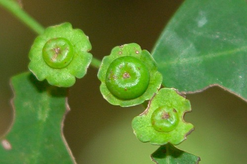 Breynia disticha