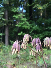 Nabalus serpentarius