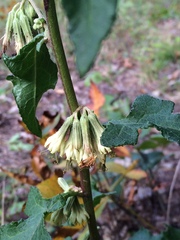 Nabalus serpentarius