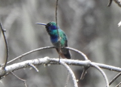 Colibri thalassinus