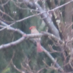 Cardinalis cardinalis
