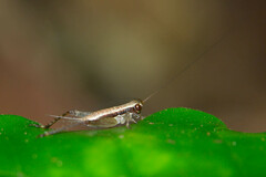 Cardiodactylus novaeguineae