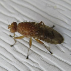 Suillia quinquepunctata