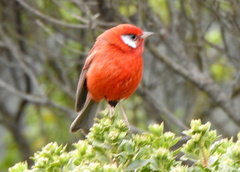 Cardellina rubra