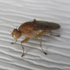 Suillia quinquepunctata