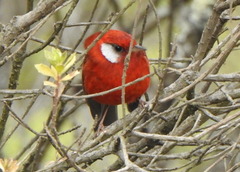 Cardellina rubra