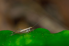 Cardiodactylus novaeguineae