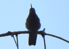 Eugenes fulgens