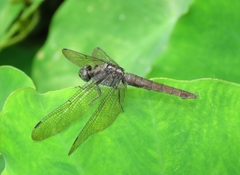 Orthetrum chrysis