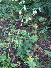 Nabalus serpentarius