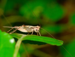 Cardiodactylus novaeguineae