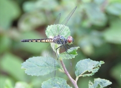 Brachydiplax sobrina