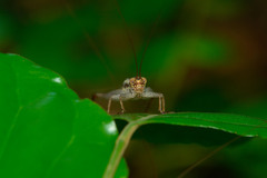 Cardiodactylus novaeguineae