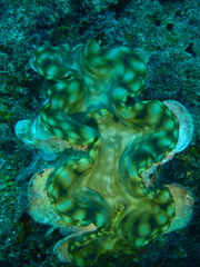 Tridacna squamosa