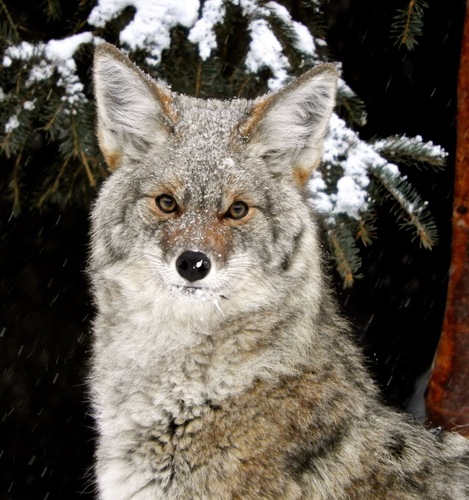Coyote photographed in Alaska