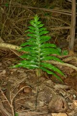 Microsorum scolopendria