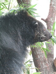 Arctictis binturong