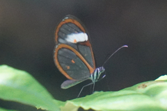 Pteronymia alissa