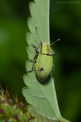 Pantomorus viridisquamosus